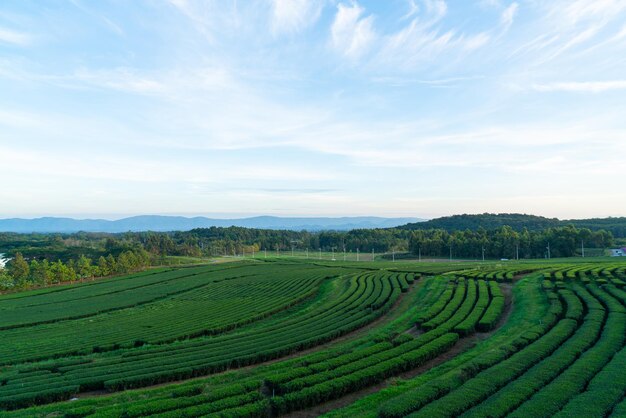 朝の山の紅茶のプランテーション