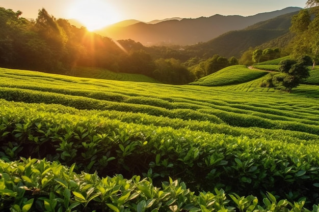 Tea plantation in the mountains at sunset