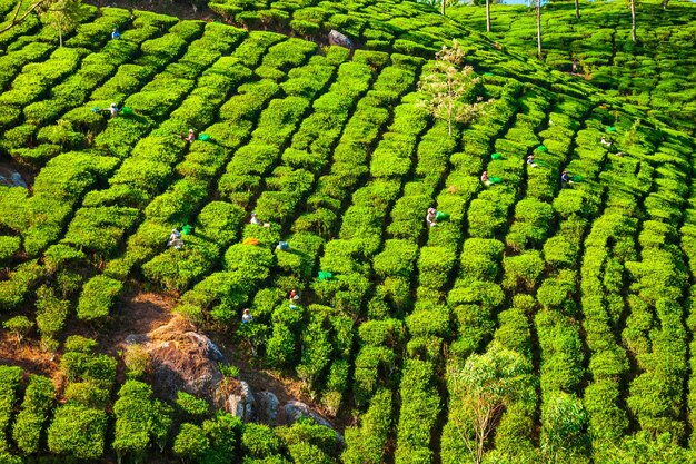 茶畑自然背景風景