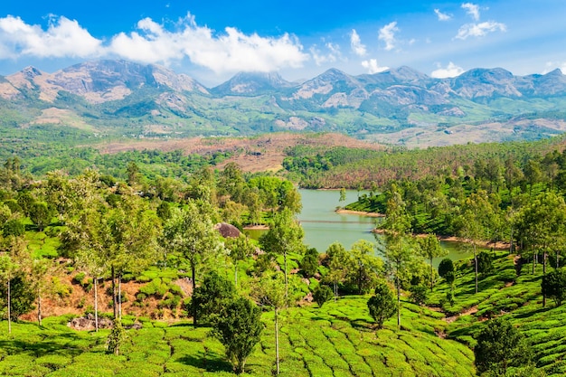 Tea plantation nature background landscape