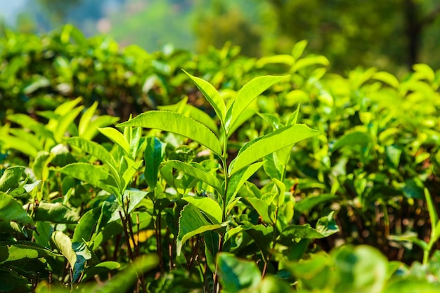 茶畑自然背景風景