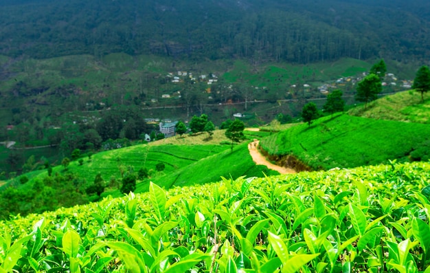 Tea plantation . Nature background