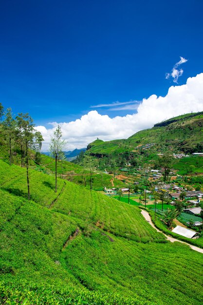 Tea plantation Nature background