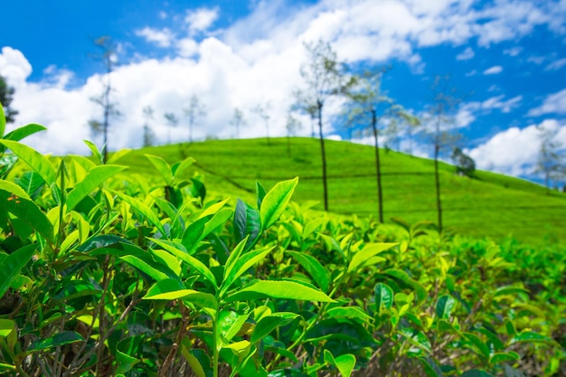 茶畑自然の背景