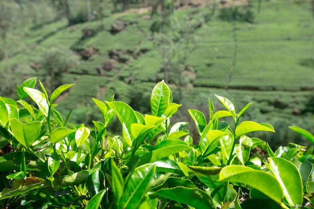 Tea plantation Nature background