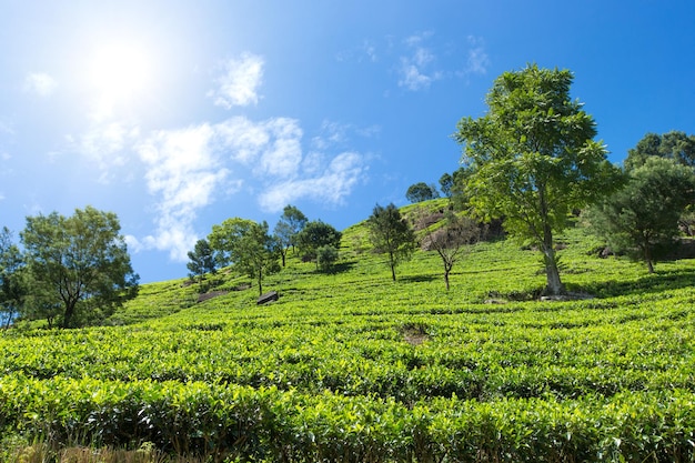 Tea plantation Nature background