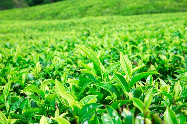 Photo tea plantation nature background