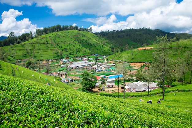 Tea plantation . Nature background