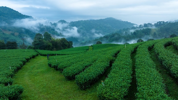 Photo tea plantation in the north of thailand with an early morning mist mountain background in the rainy season this place is famous for green tea and eco tourism site