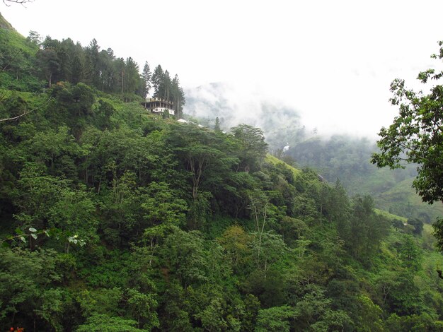 Photo the tea plantation in nuwara eliya, sri lanka