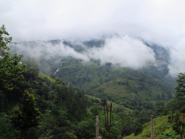 Photo the tea plantation in nuwara eliya, sri lanka