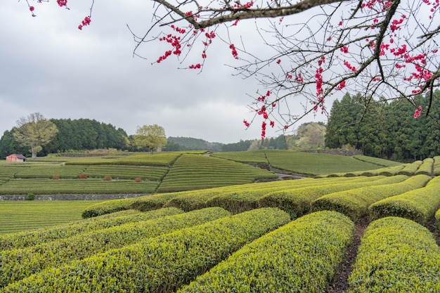 Foto piantagione di tè a shizuoka in giappone