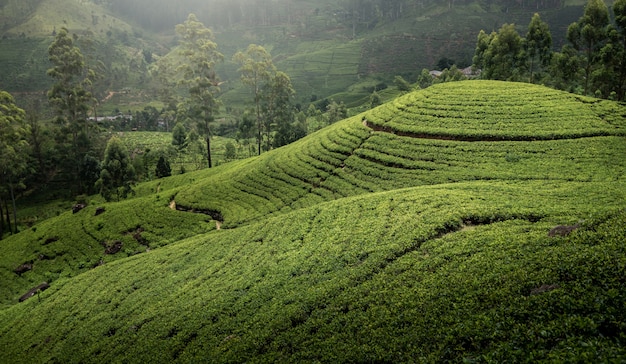 Tea plantation in Sri Lanka