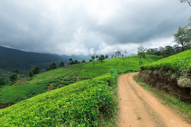 Piantagione di tè in sri lanka