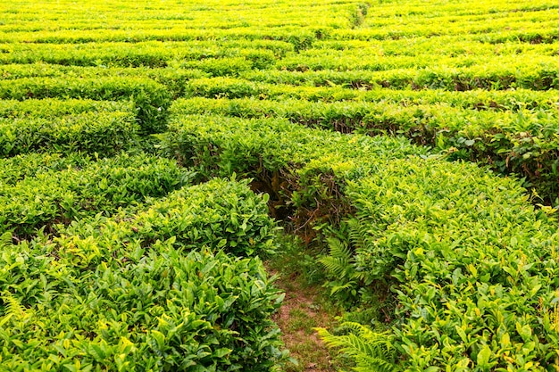 夏の茶畑美しい夏の風景抽象的な緑の自然の背景