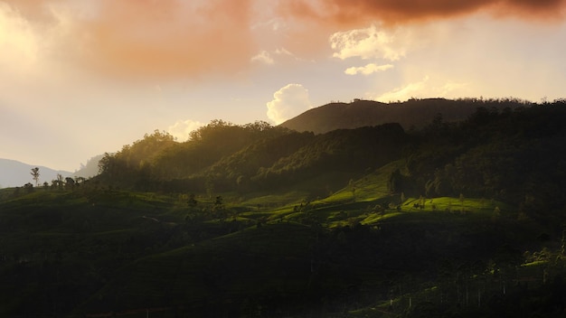 Piantagione di tè al tramonto sullo sfondo della natura