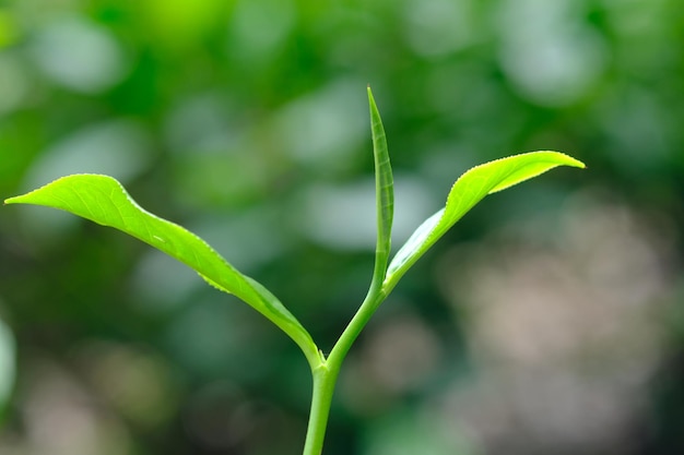 Foto piantagione di tè scatti di foglie di tè camellia sinensis è una pianta di tè una specie di pianta