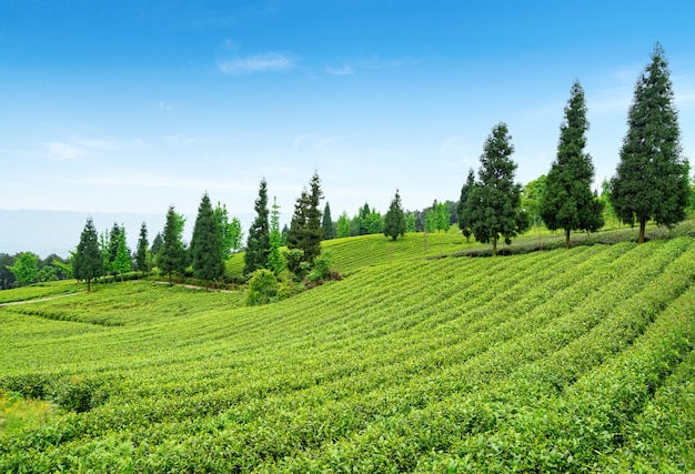 Tea plantation on the top of the mountain