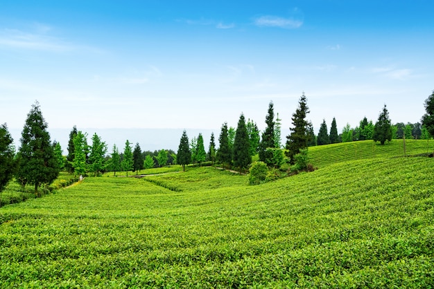 Tea plantation on the top of the mountain