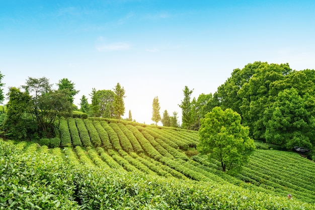 Photo tea plantation on the top of the mountain