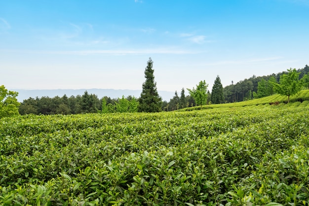 Tea plantation on the top of the mountain