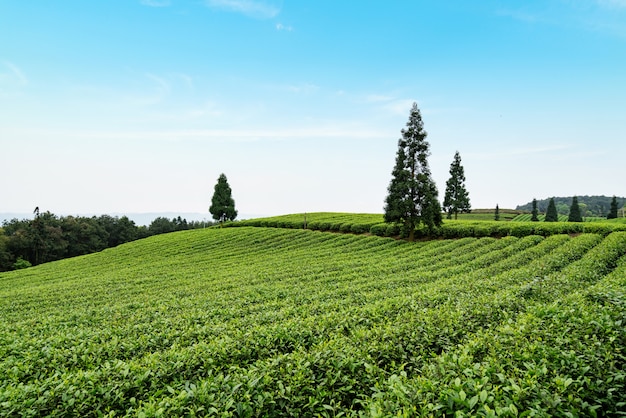 Tea plantation on the top of the mountain