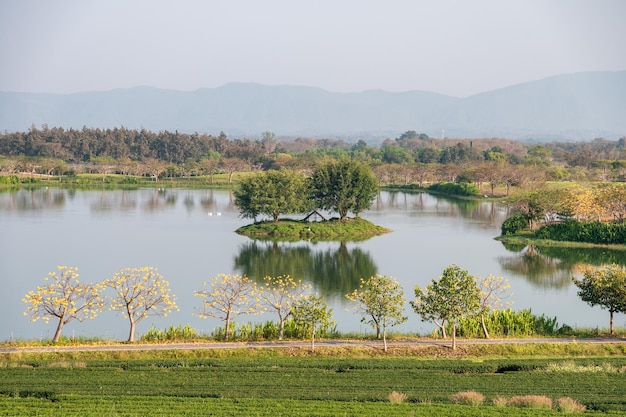 Tea plantation with yellow cotton tree with swan in lake