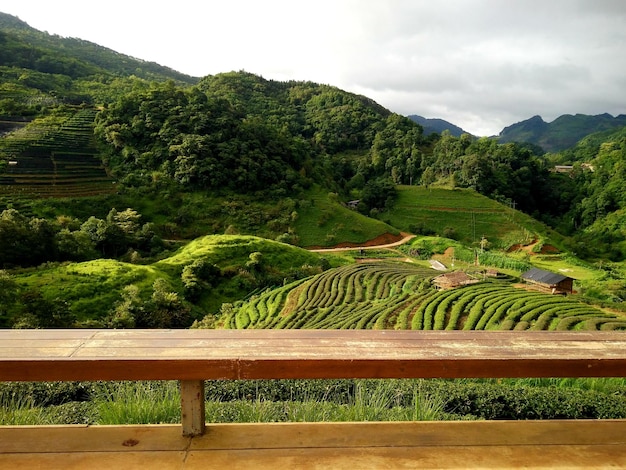 Photo tea plantation