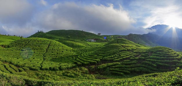 写真 茶のプランテーション