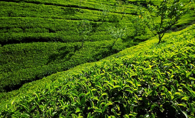 Чайной плантации