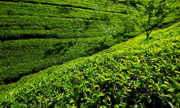 Tea plantation