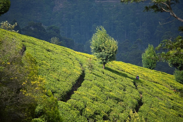 Чайной плантации