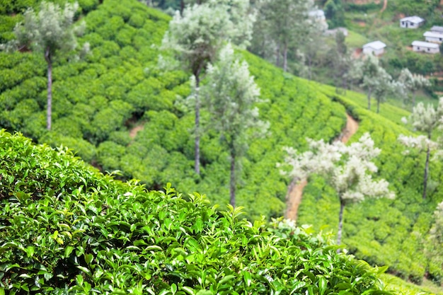 Tea plantation