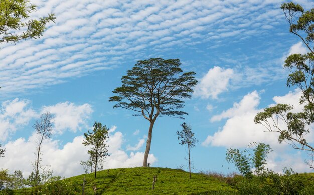 Tea plantation