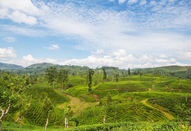 Tea plantation