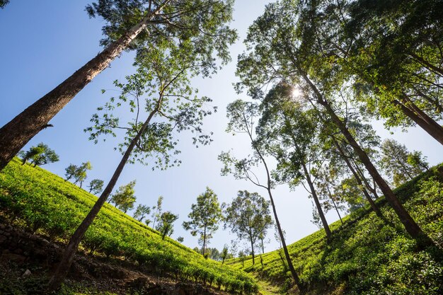 Tea plantation