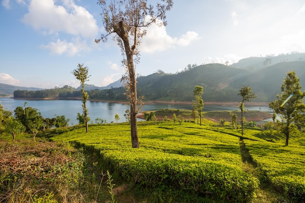 Tea plantation