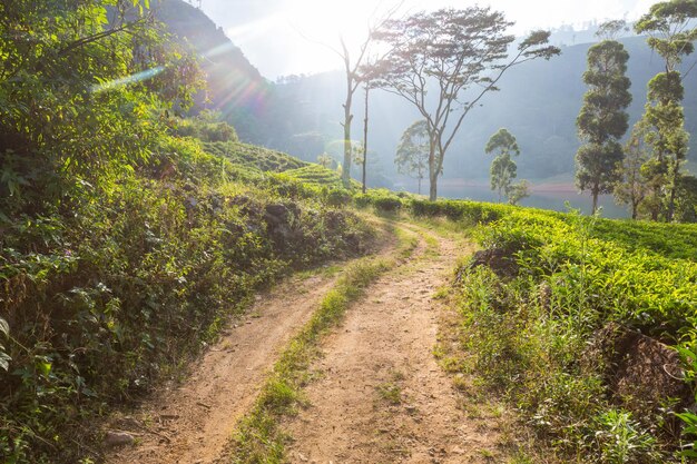 Tea plantation