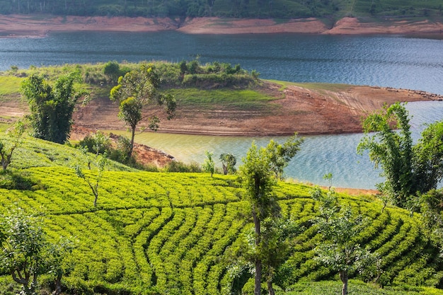 Tea plantation