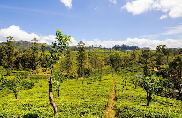 Tea plantation