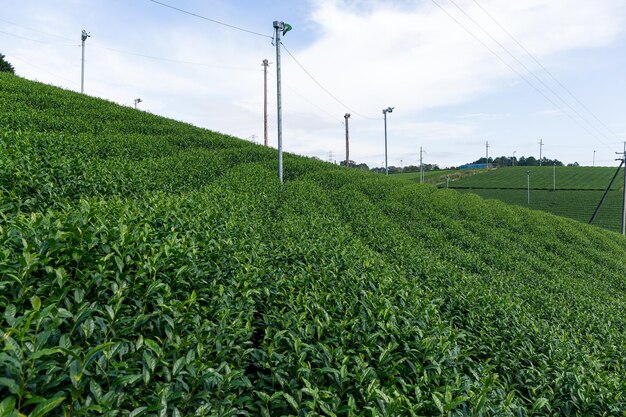 Tea Plantation