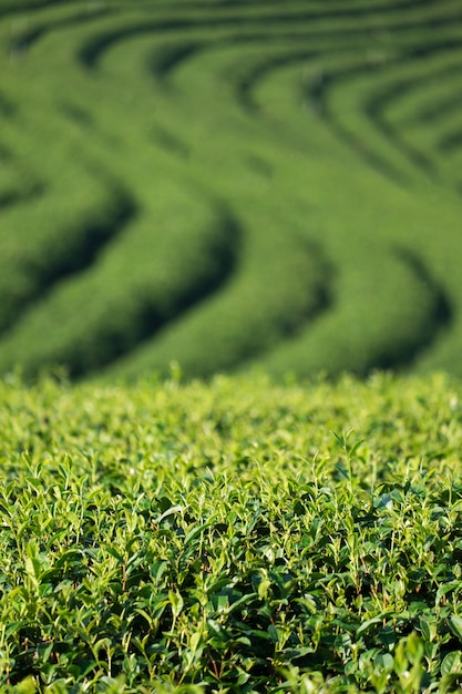 Photo tea plantation
