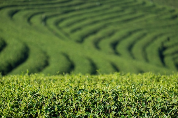 Tea plantation