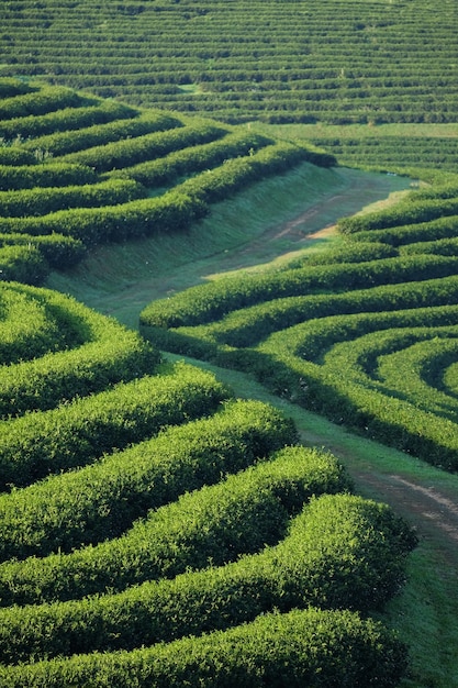 Tea plantation