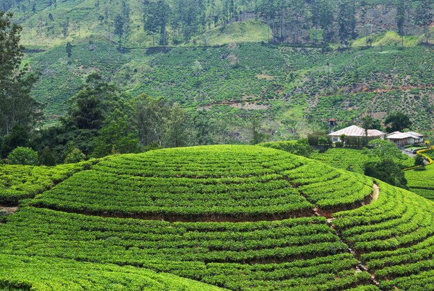 Photo tea plantation