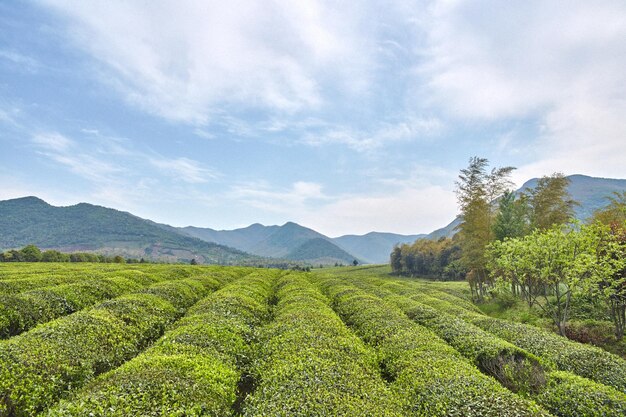 Tea plantation