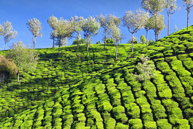 Tea plantation