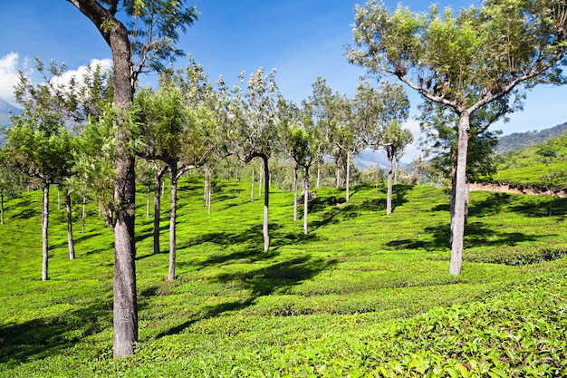 Tea plantation