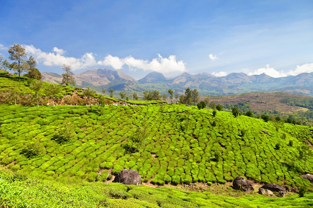 Tea plantation