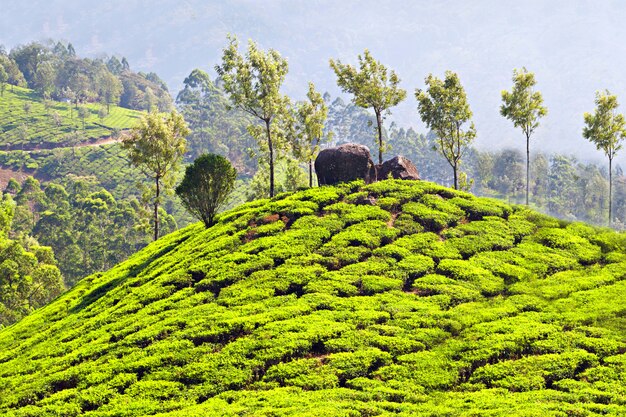 Tea plantation